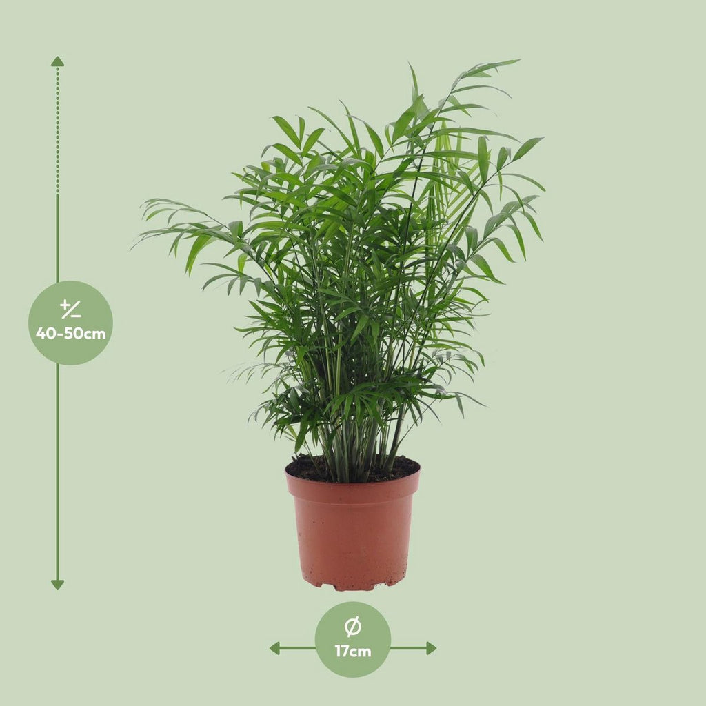 Chamaedorea elegans Lieferhöhe ca. 50 cm – Größenvergleich bei Lieferung