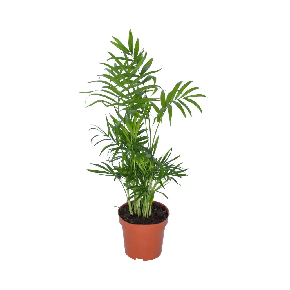 chamaedorea-elegans-p12-50cm-freigestellt-weisser-hintergrund
