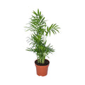 chamaedorea-elegans-p12-50cm-freigestellt-weisser-hintergrund