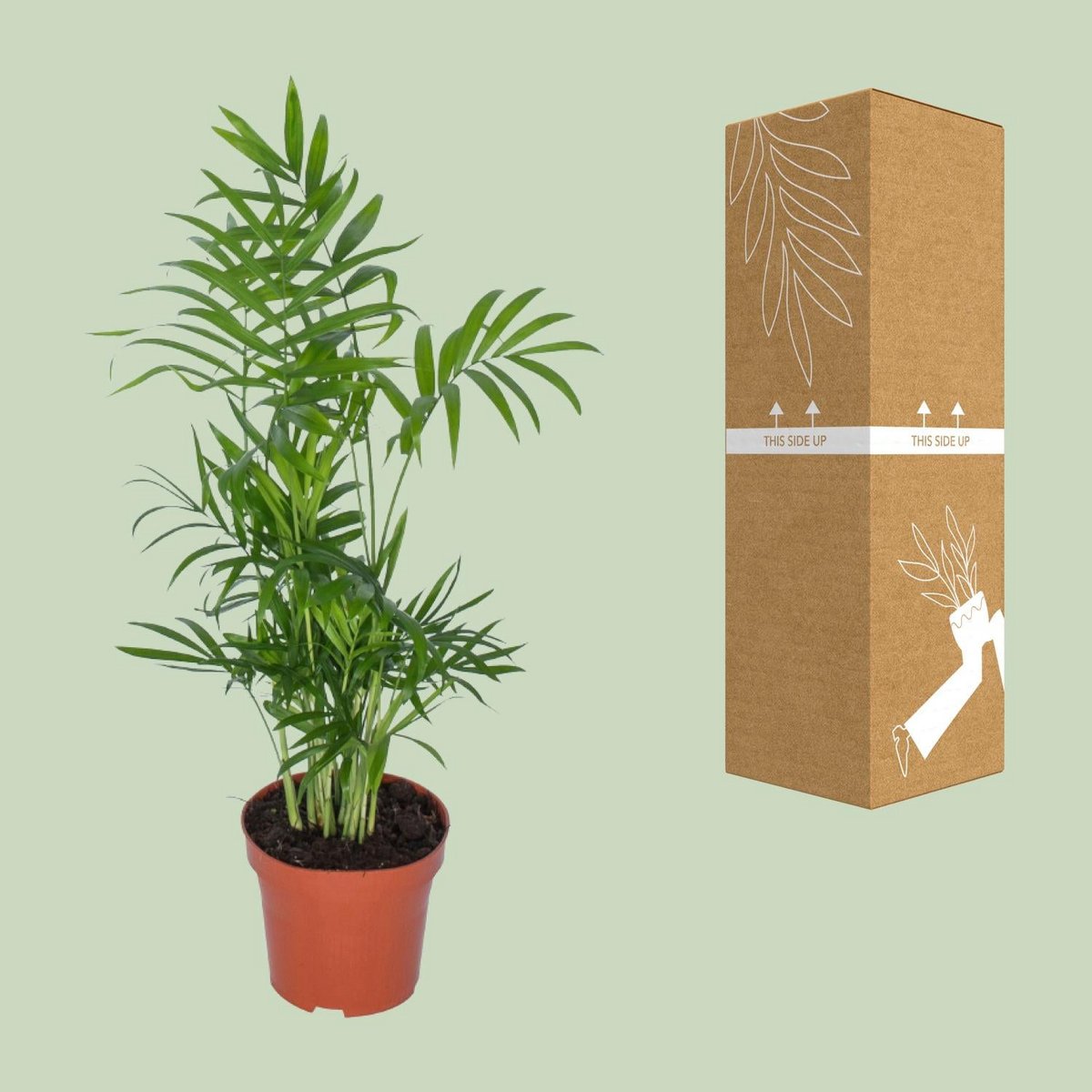 chamaedorea-elegans-p12-sichere-versandverpackung