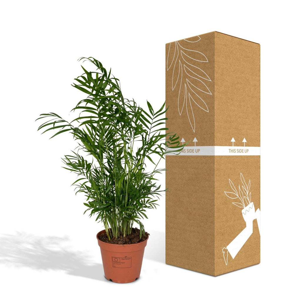 chamaedorea-elegans-sichere-versandverpackung-17cm