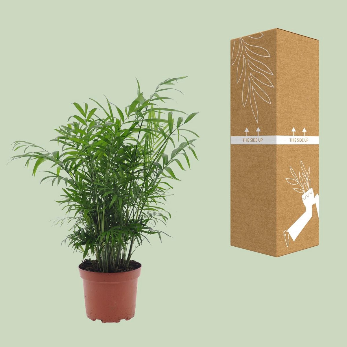 Chamaedorea elegans neben bruch- und transportsicherer Versandverpackung