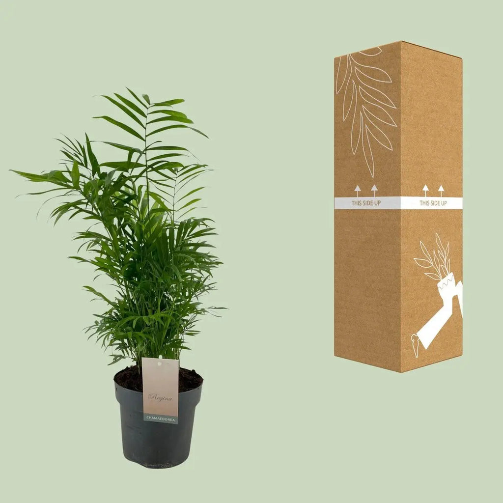 Chamaedorea elegans neben bruch- und transportsicherer Versandverpackung