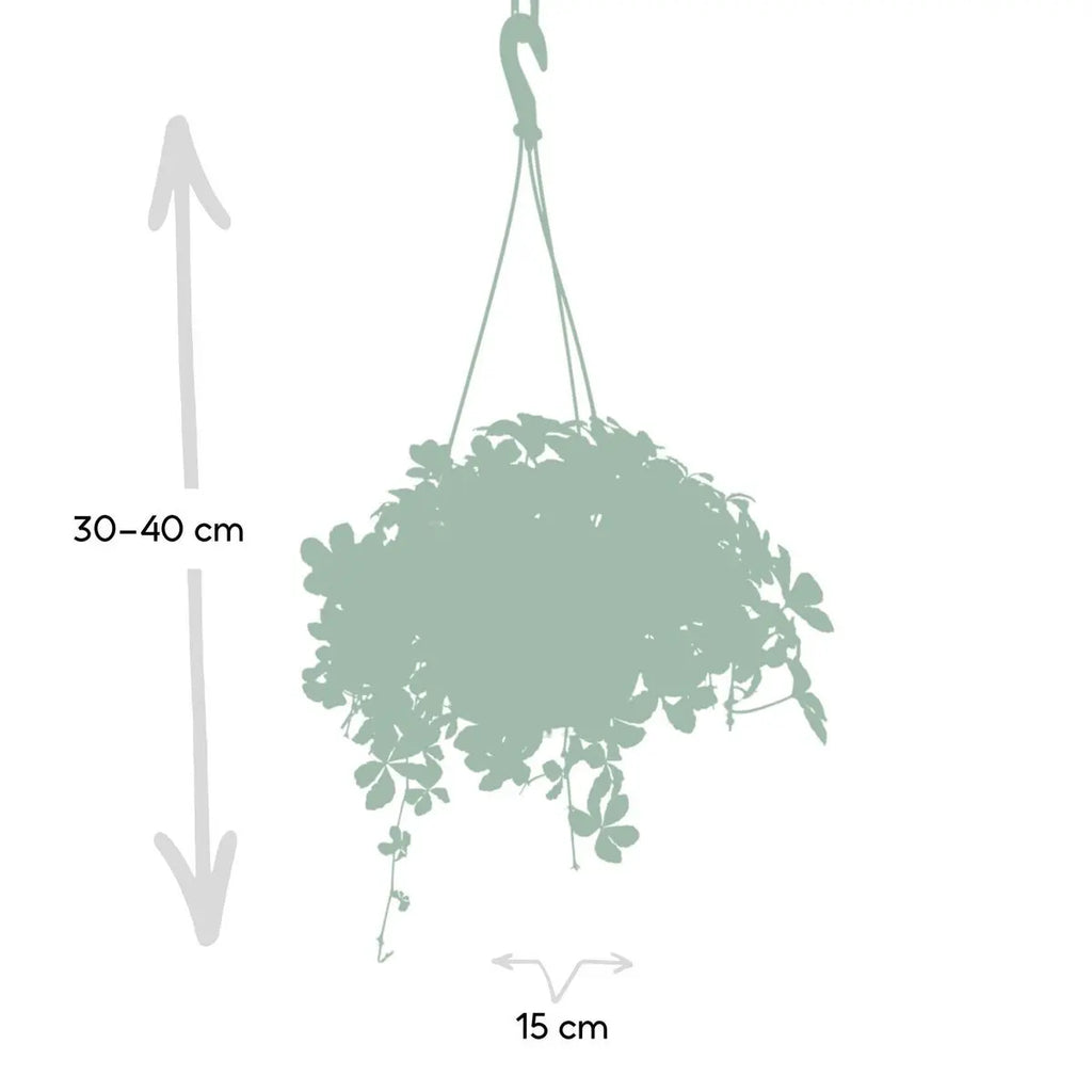 Cissus striata „Sugar Vine“ (Zimmerrebe) im Anzuchttopf, Ø 12 cm, Höhe ca. 20 cm – Gesamtansicht
