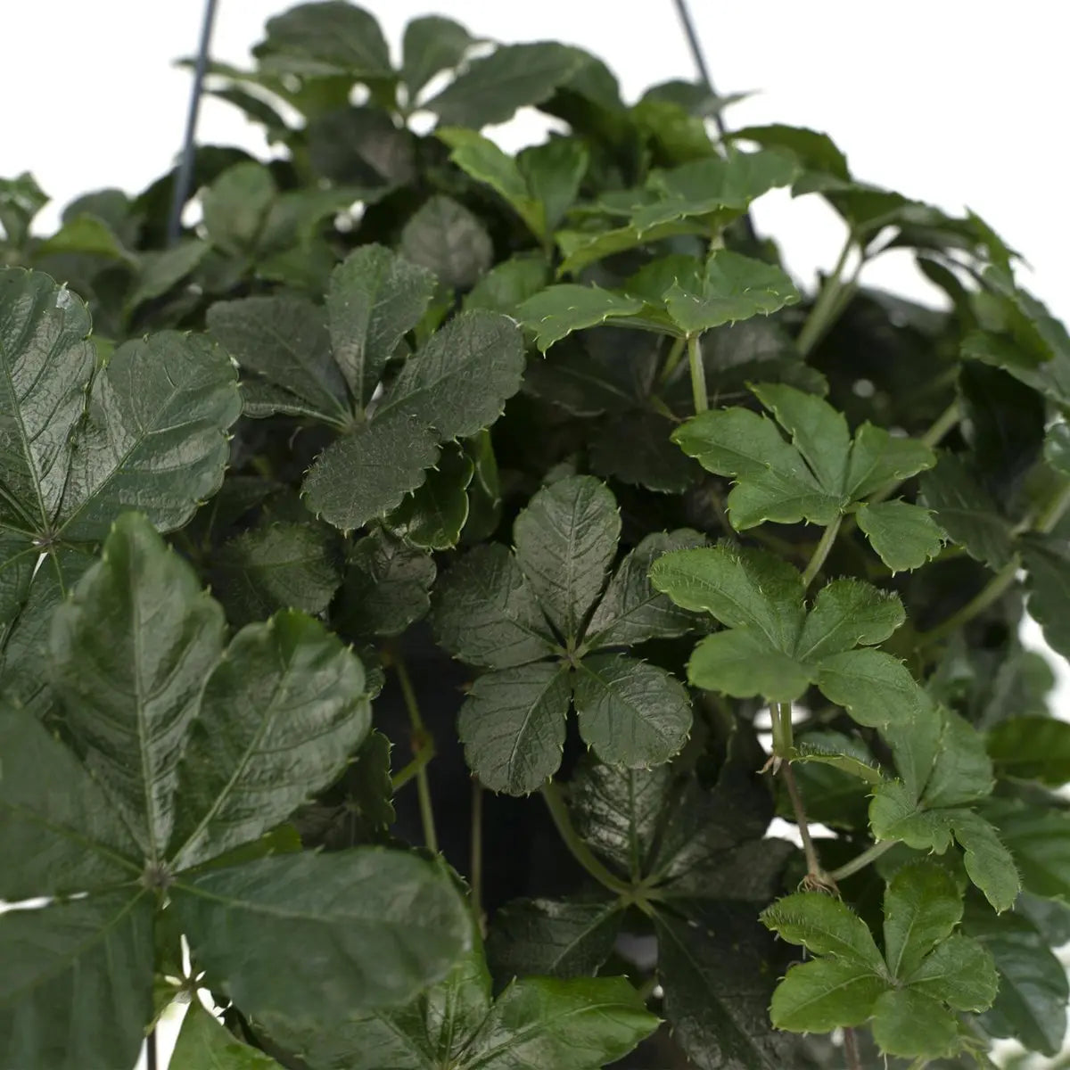 Kleine Zimmerrebe – frischgrünes Blattwerk und Triebstruktur in Nahaufnahme