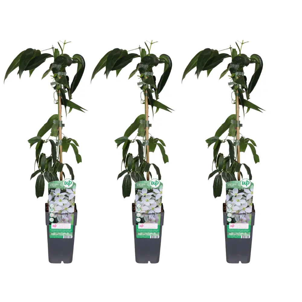 Clematis armandii 3er Set Ø15 cm bis 65 cm – immergrüne Kletterpflanzen Gesamtansicht