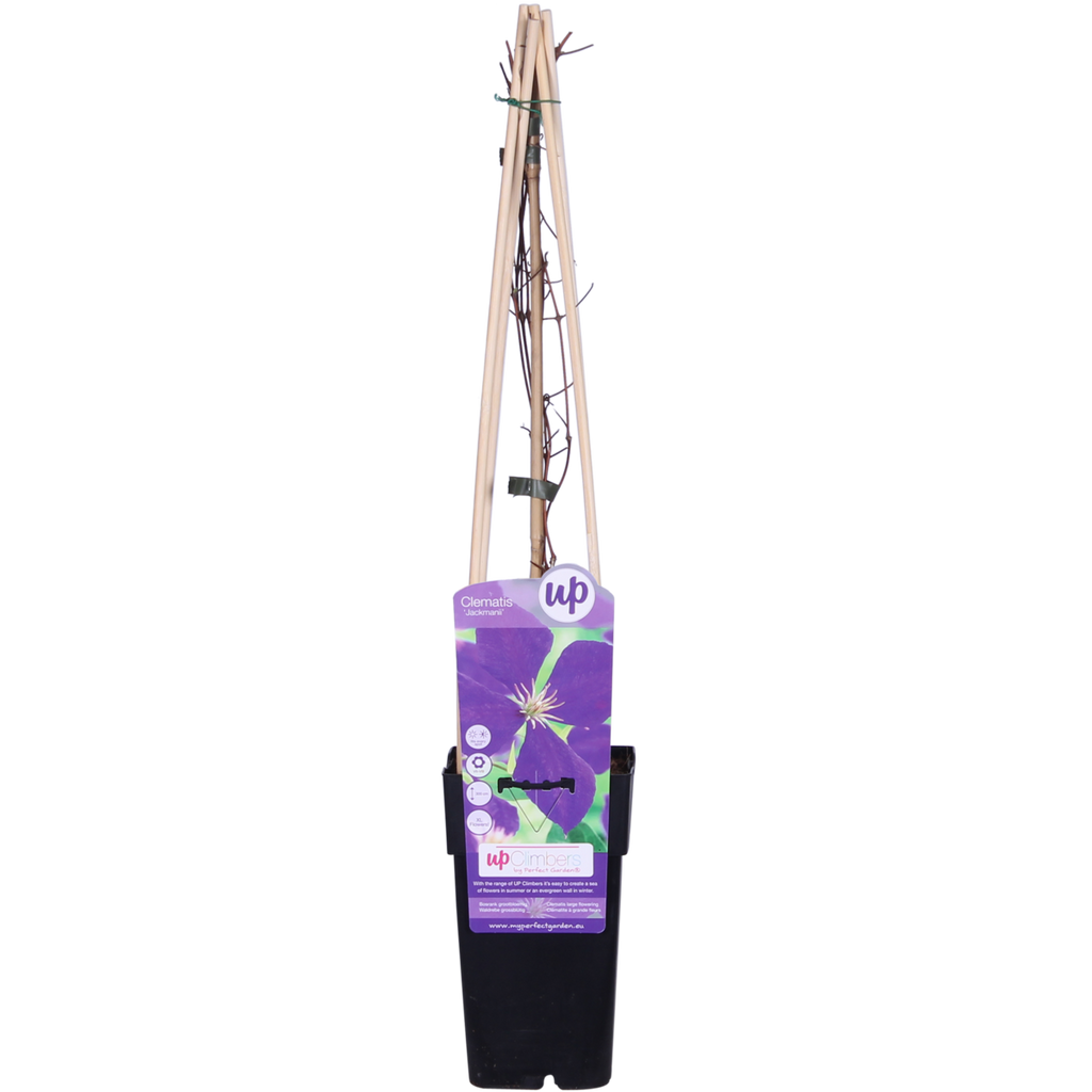 Clematis Jackmanii Kletterpflanze mit violett-blauen Blüten