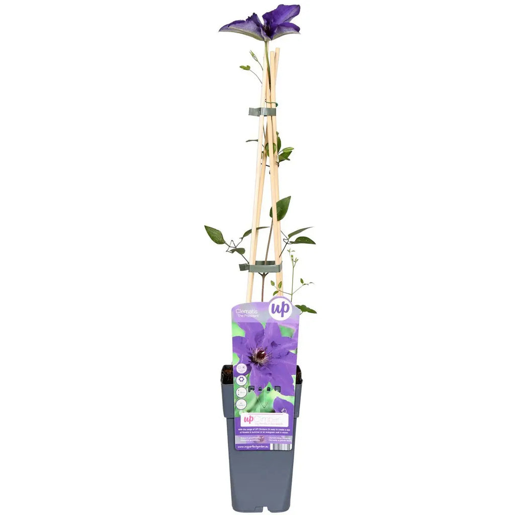 Clematis Kletterpflanze mit sternförmigen Blüten im Garten