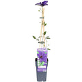 Clematis Kletterpflanze mit sternförmigen Blüten im Garten