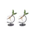 Clusia im Victoria Glas 2er Set Ø5 cm H10 cm – Gesamtansicht Mini Zimmerpflanzen