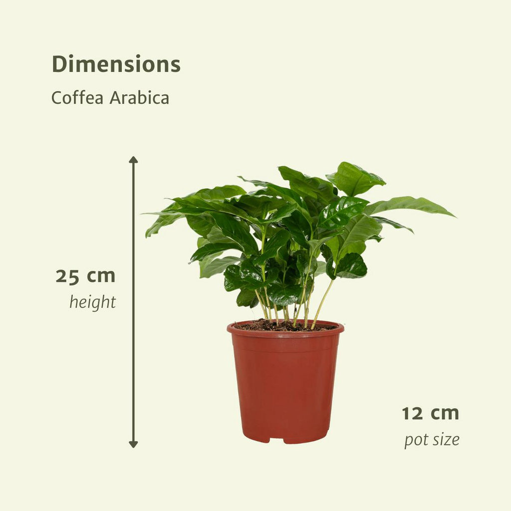 Coffea arabica 2er-Set Lieferhöhe ca. 25 cm – Größenvergleich bei Lieferung