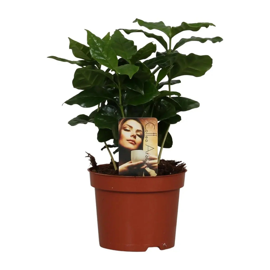 Detailaufnahme der glänzenden, tiefgrünen Blätter der Coffea Arabica
