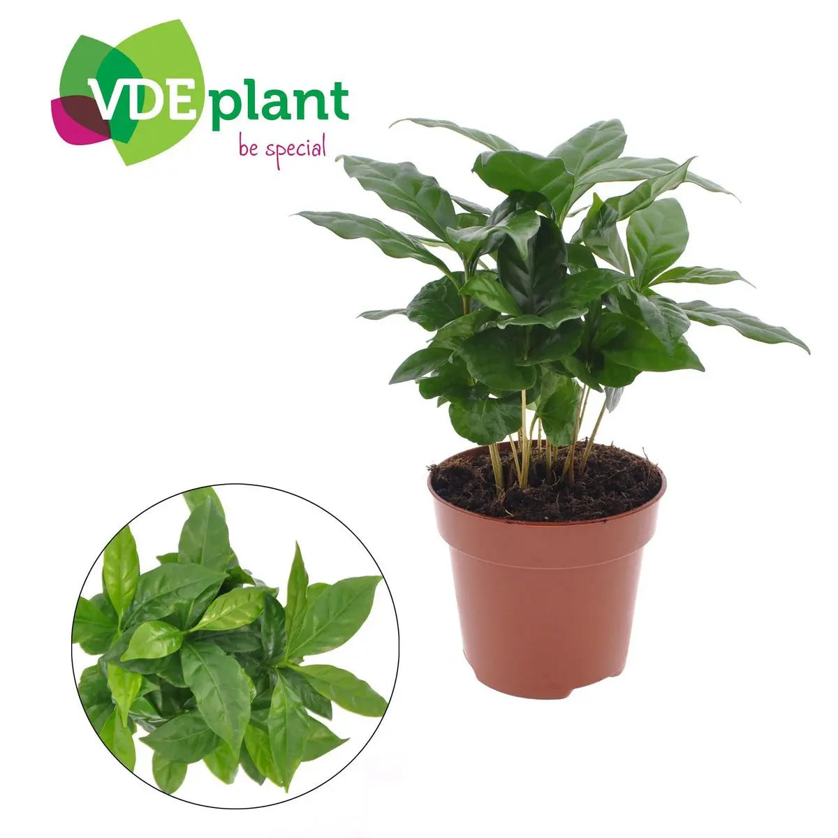 Coffea arabica kaufen – Kaffeepflanze