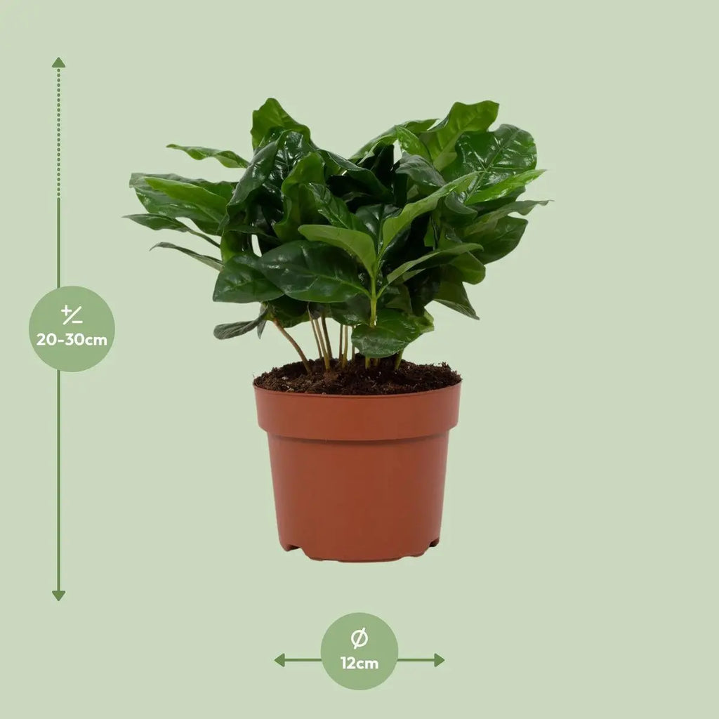 coffea-arabica-kaffeepflanze-gesamtansicht-22cm-o12