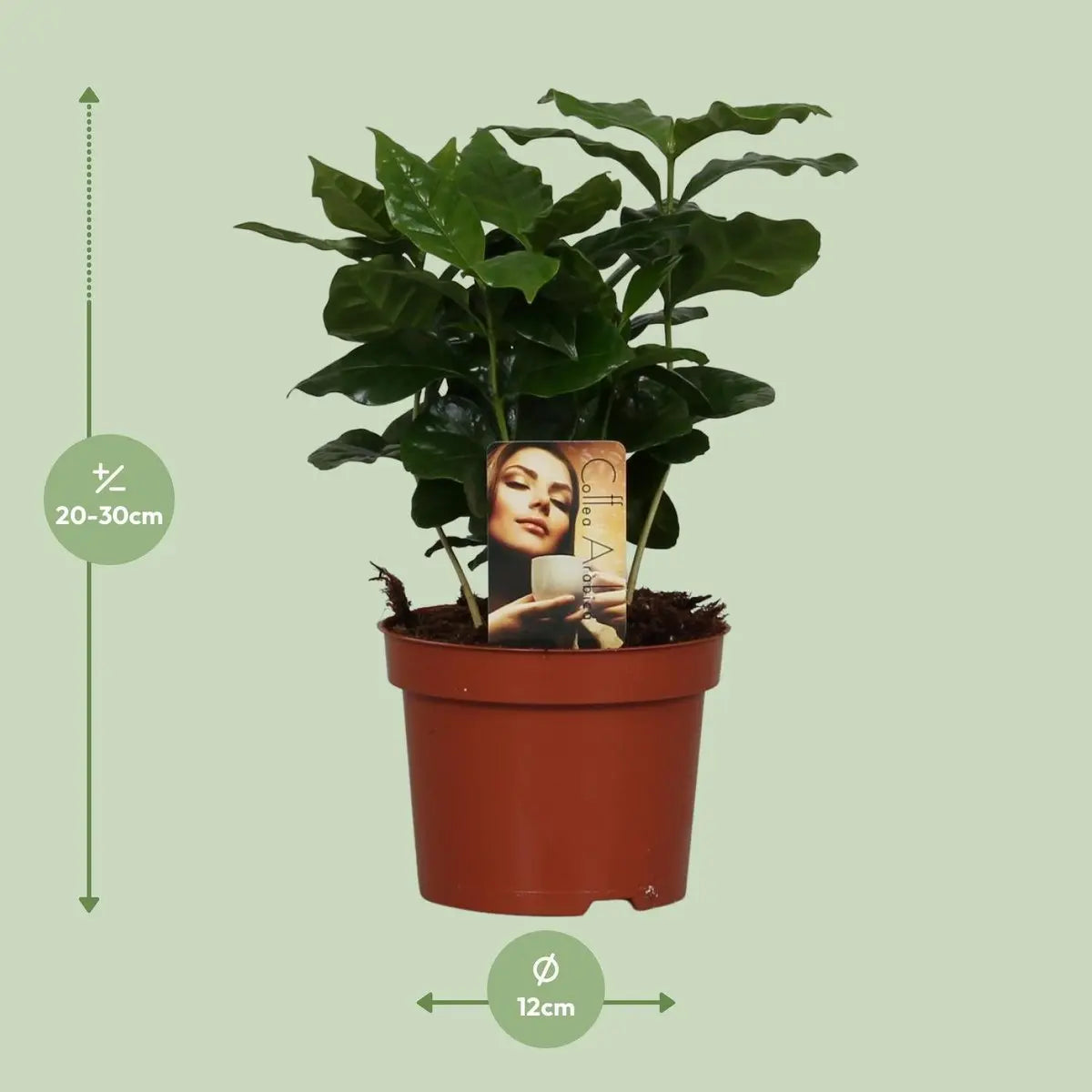 Coffea Arabica Kaffeepflanze Ø12 cm – ca. 25 cm Zimmerpflanze – Pille  Gartenwelt