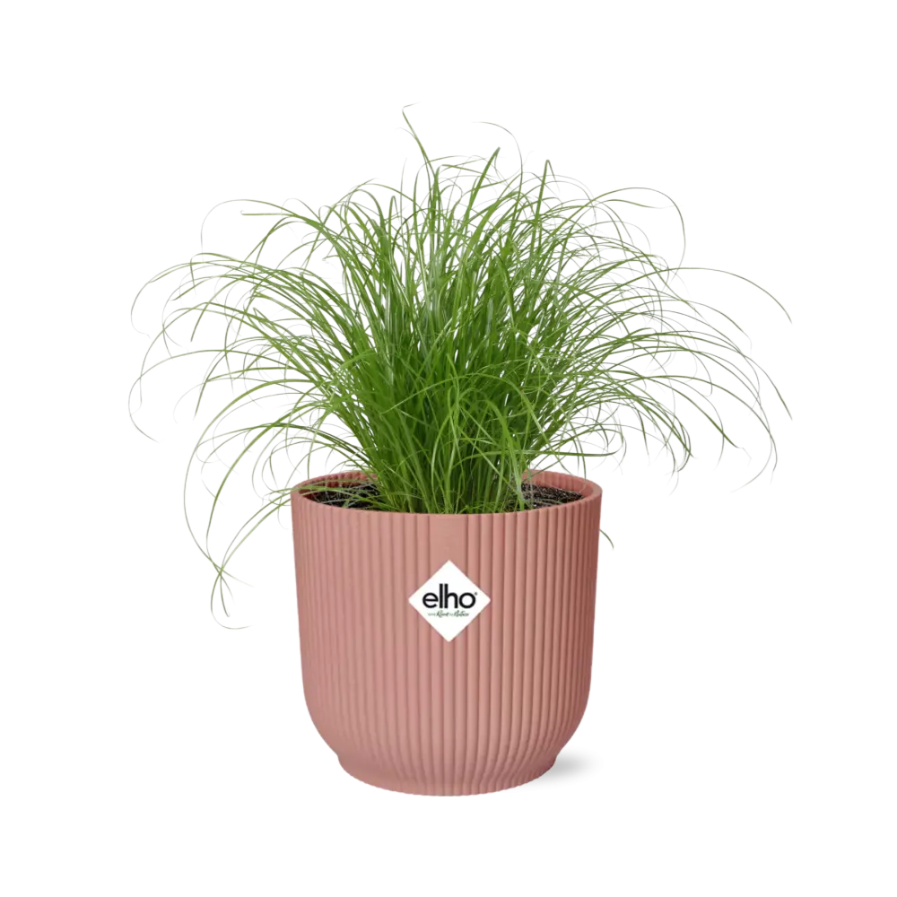 Cyperus alternifolius Zumula im Elho Vibes Fold Übertopf rosé Ø14 cm freigestellt auf weißem Hintergrund