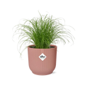 Cyperus alternifolius Zumula im Elho Vibes Fold Übertopf rosé Ø14 cm freigestellt auf weißem Hintergrund