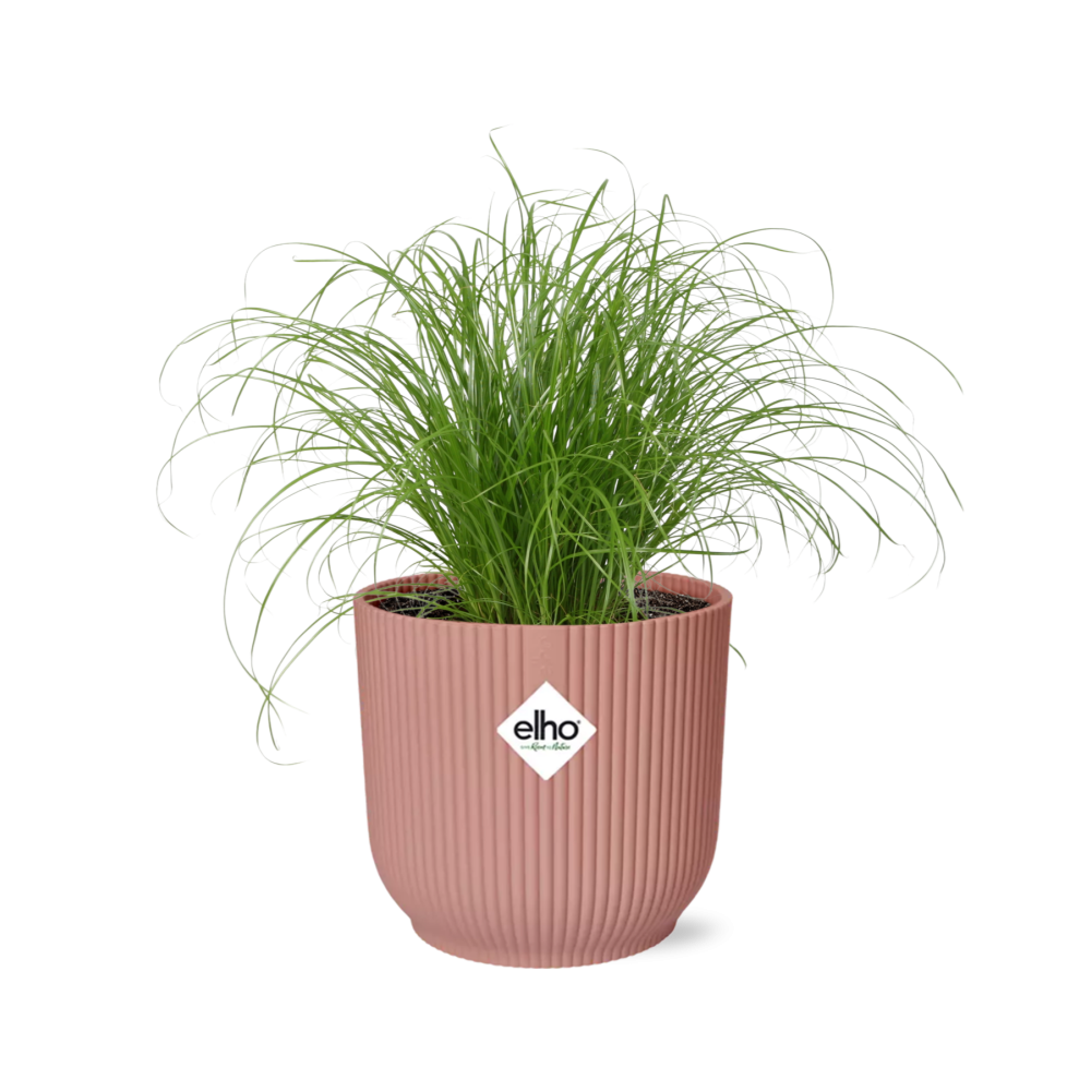 Cyperus alternifolius Zumula im Elho Vibes Fold Übertopf rosé Ø14 cm freigestellt auf weißem Hintergrund