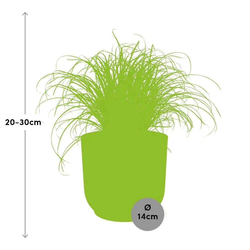 cyperus-zumula-elho-rose-14cm-groessenvergleich-lieferung