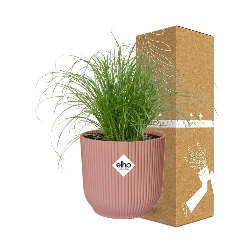 Cyperus alternifolius Zumula im Elho Vibes Fold rosé neben bruch- und transportsicherer Versandverpackung