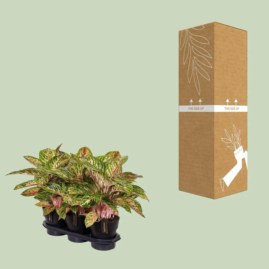 Aggalema Coco Mlont [P19-H60] MEERgroothandel Planten