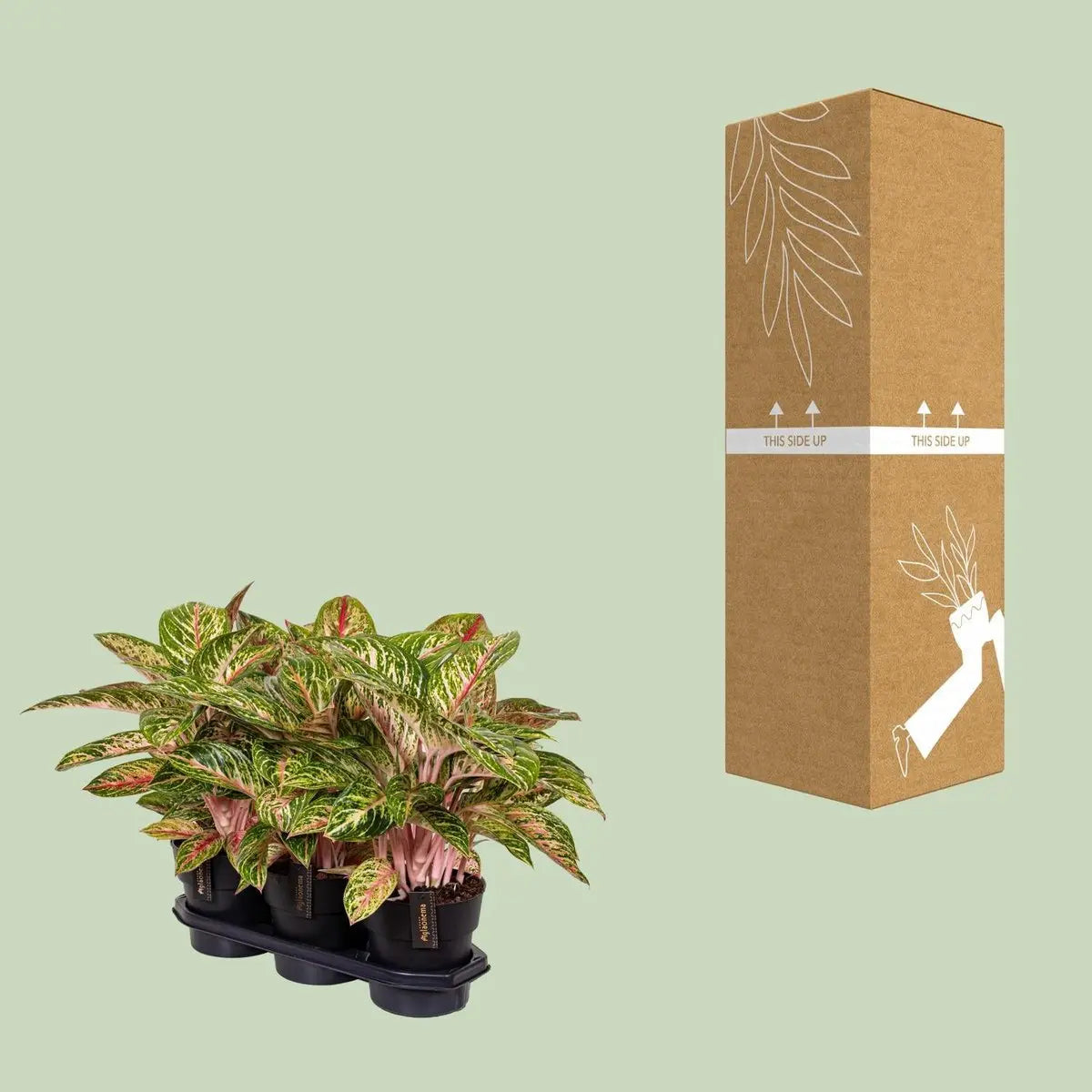 Aggalema Coco Mlont [P19-H60] MEERgroothandel Planten