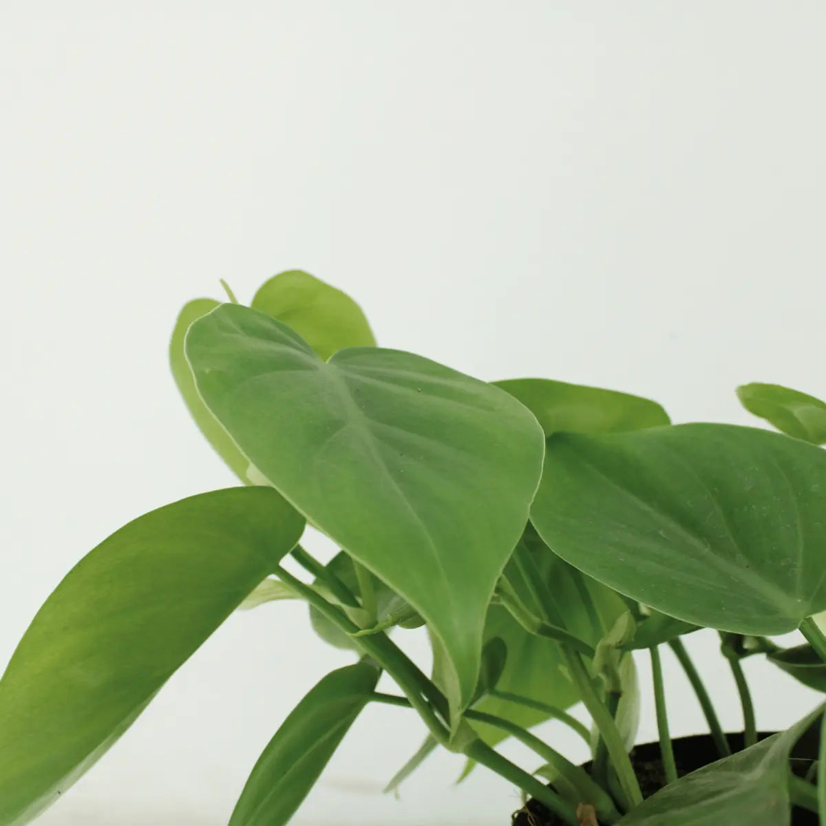 2x Philodendron Climbing - 15 cm - Ø12