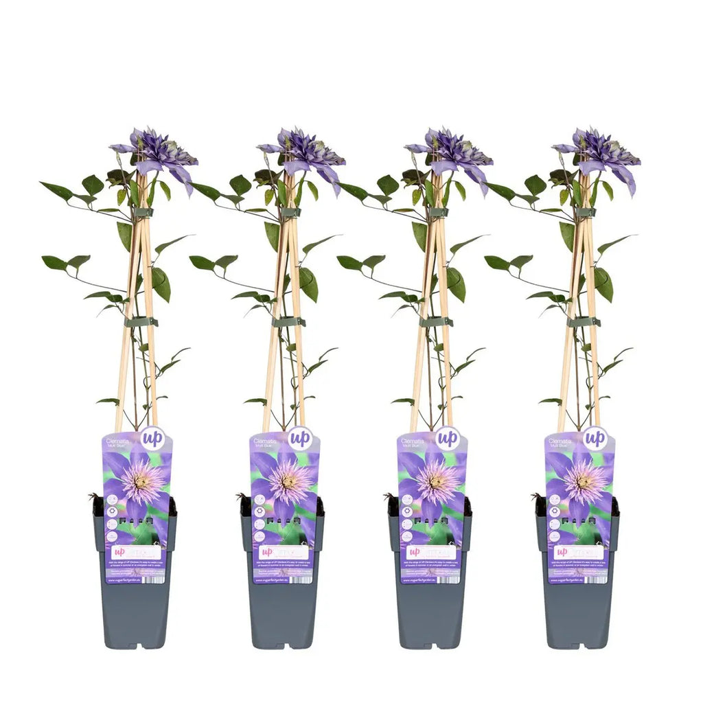 4x - Clematis Multi Blue - ↨65cm - Ø15 MEERgroothandel Planten