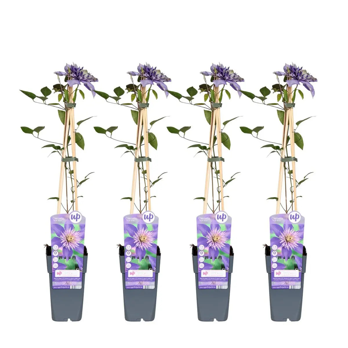 4x - Clematis Multi Blue - ↨65cm - Ø15 MEERgroothandel Planten
