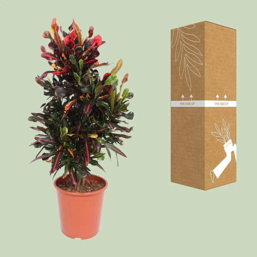 Codiaeum variegatum ‘Mammi’ (Kroton) – Ø27cm – ca. 100cm | Wunderstrauch - Pille Gartenwelt
