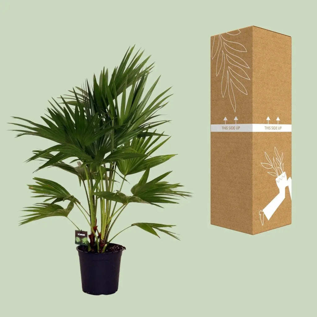 Chinesische Schirmpalme Livistona chinensis - Ø24cm - ↕100 cm | Palme | pflegeleichte Kletterpflanze | - Pille Gartenwelt