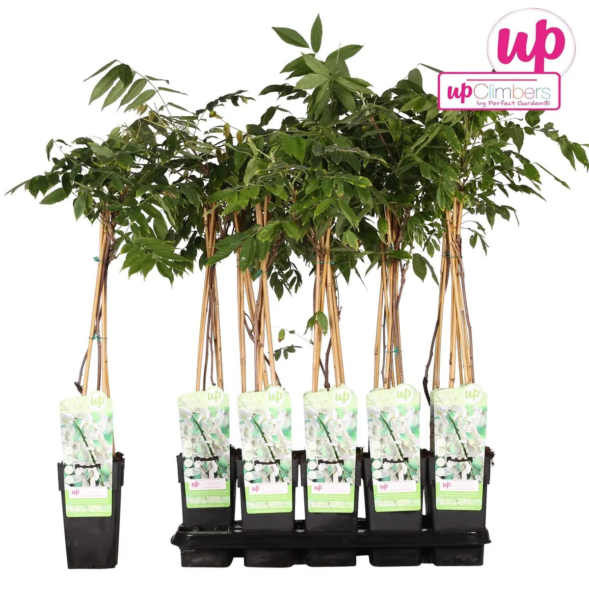 Wisteria Floribunda Alba - Weißer Regen - Ø15 cm - ↕65 cm