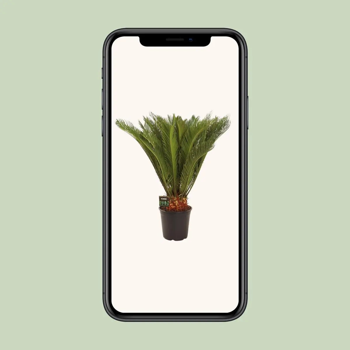 Cycas Revoluta 30 Plus Veren | [P24-H90] MEERgroothandel Planten