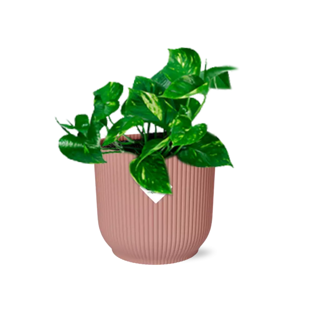 Epipremnum pinnatum 'orange' in Elho -Vibes Fold 14 cm Roze MEERgroothandel Planten