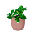 Epipremnum pinnatum 'orange' in Elho -Vibes Fold 14 cm Roze MEERgroothandel Planten