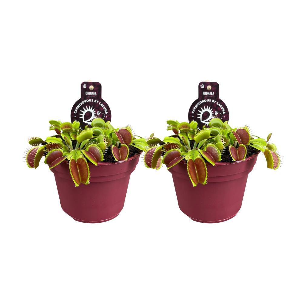 Dionaea muscipula (Venusfliegenfalle) – 2er-Set - 2 Stück - Ø12cm - ↕12cm