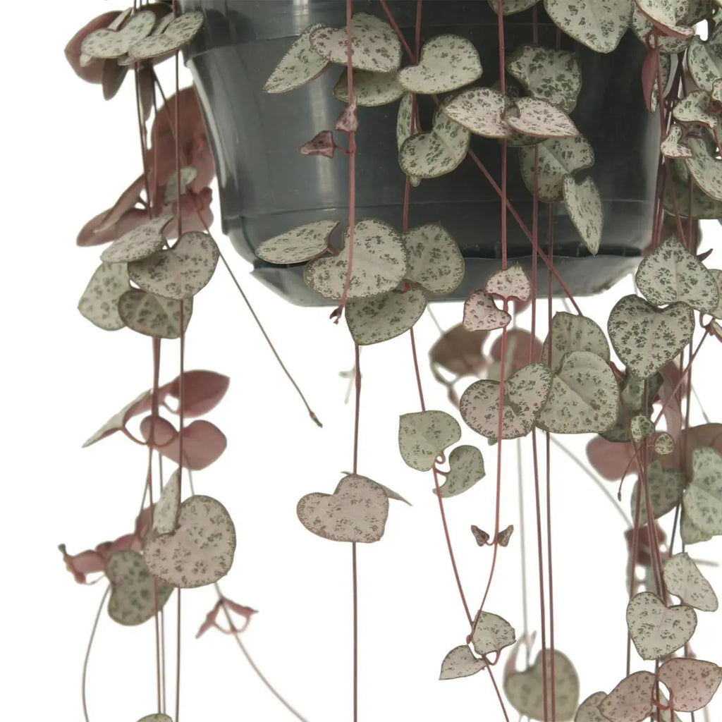 Ceropegia Woodii - Ø14cm - ↕50cm MEERgroothandel Planten