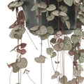 Ceropegia Woodii - Ø14cm - ↕50cm MEERgroothandel Planten