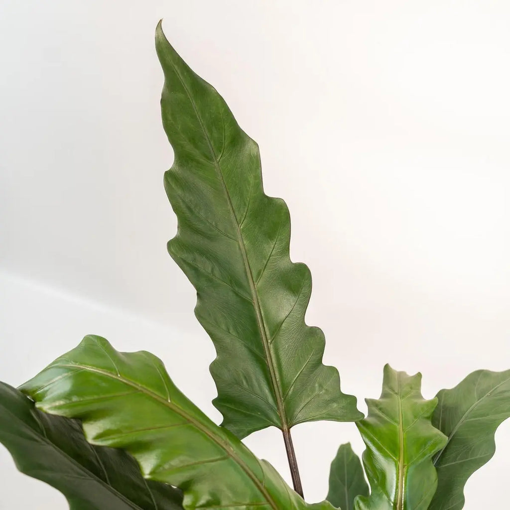 Alocasia Lauterbachiana – Ø19cm – ↕80cm MEERgroothandel Planten