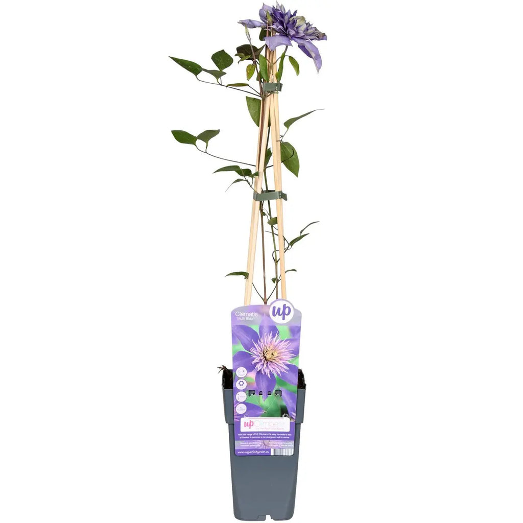 Clematis Multi Blue gefüllte blaue Rankpflanze Ø15 cm ↕65 cm im Topf winterhart