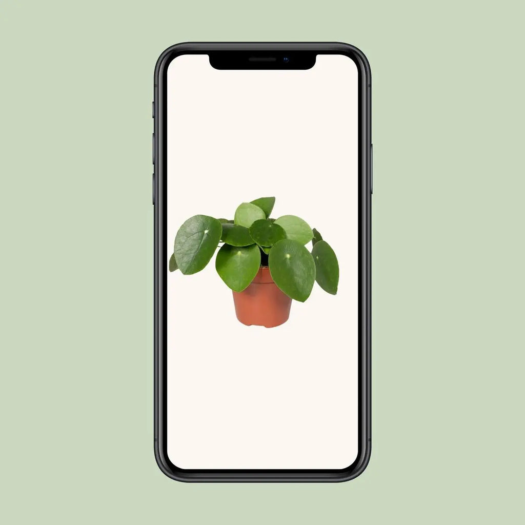 Pilea peperomioides Ø12 cm, 20 cm – Ufopflanze mit runden Blättern - Pille Gartenwelt