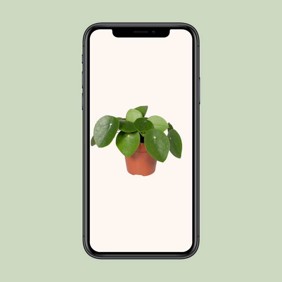 Pilea peperomioides Ø12 cm, 20 cm – Ufopflanze mit runden Blättern