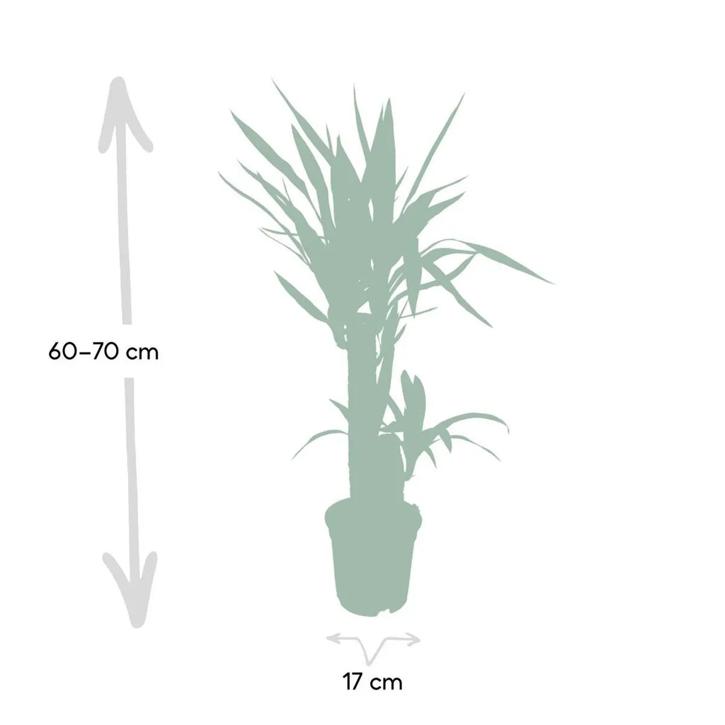 Yucca elephantipes Ø17 cm – ca. 85 cm, Palmlilie, pflegeleichte Zimmerpflanze - Pille Gartenwelt