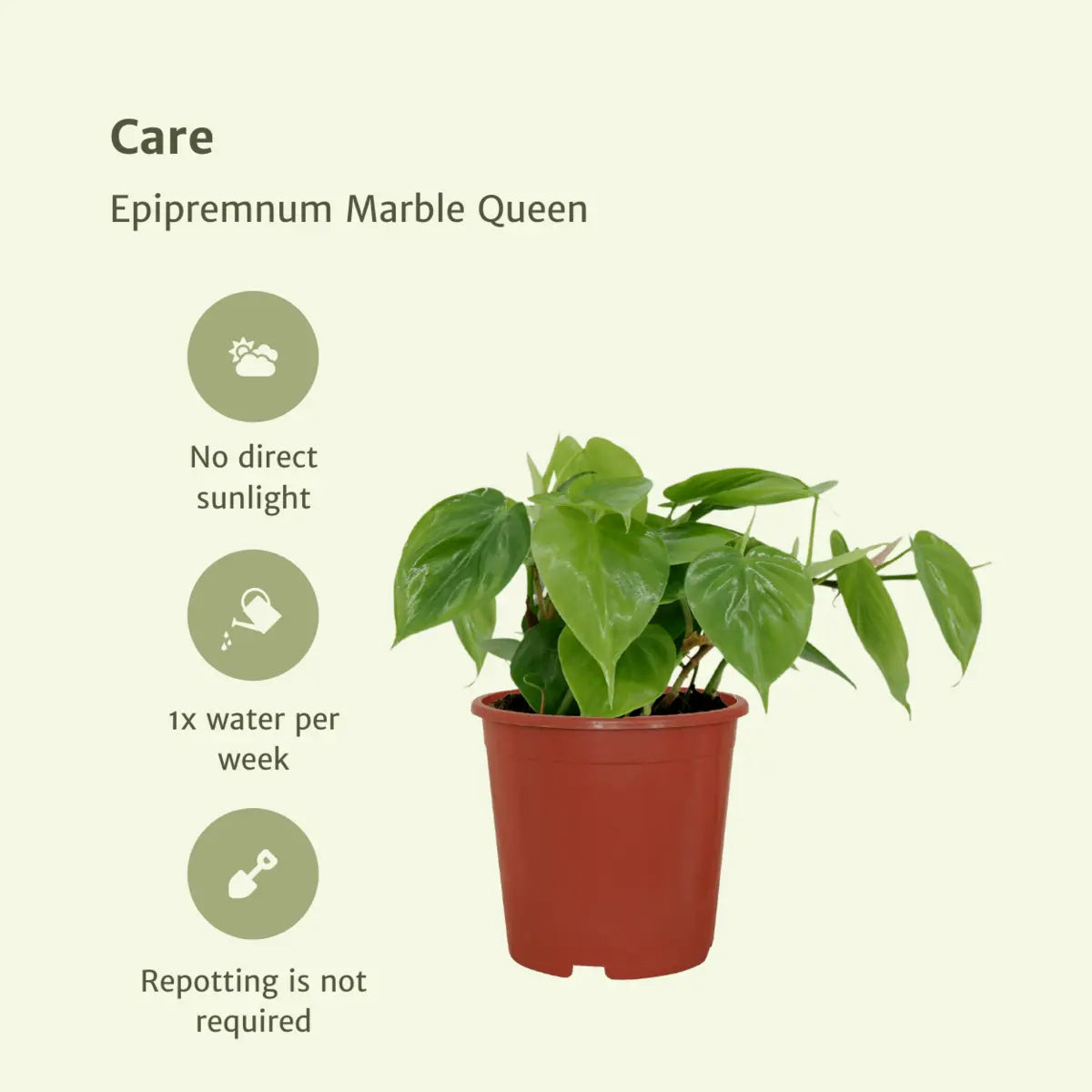 2x Philodendron Climbing - 15 cm - Ø12