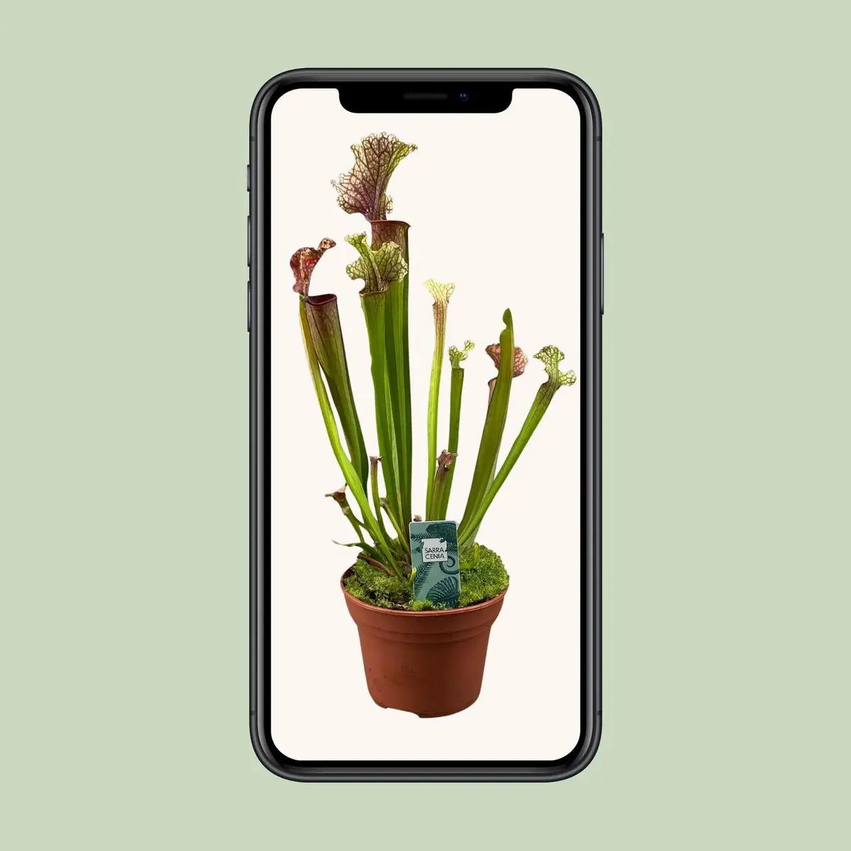 Sarracenia Judith Hindle - Ø12cm - ↕30 cm