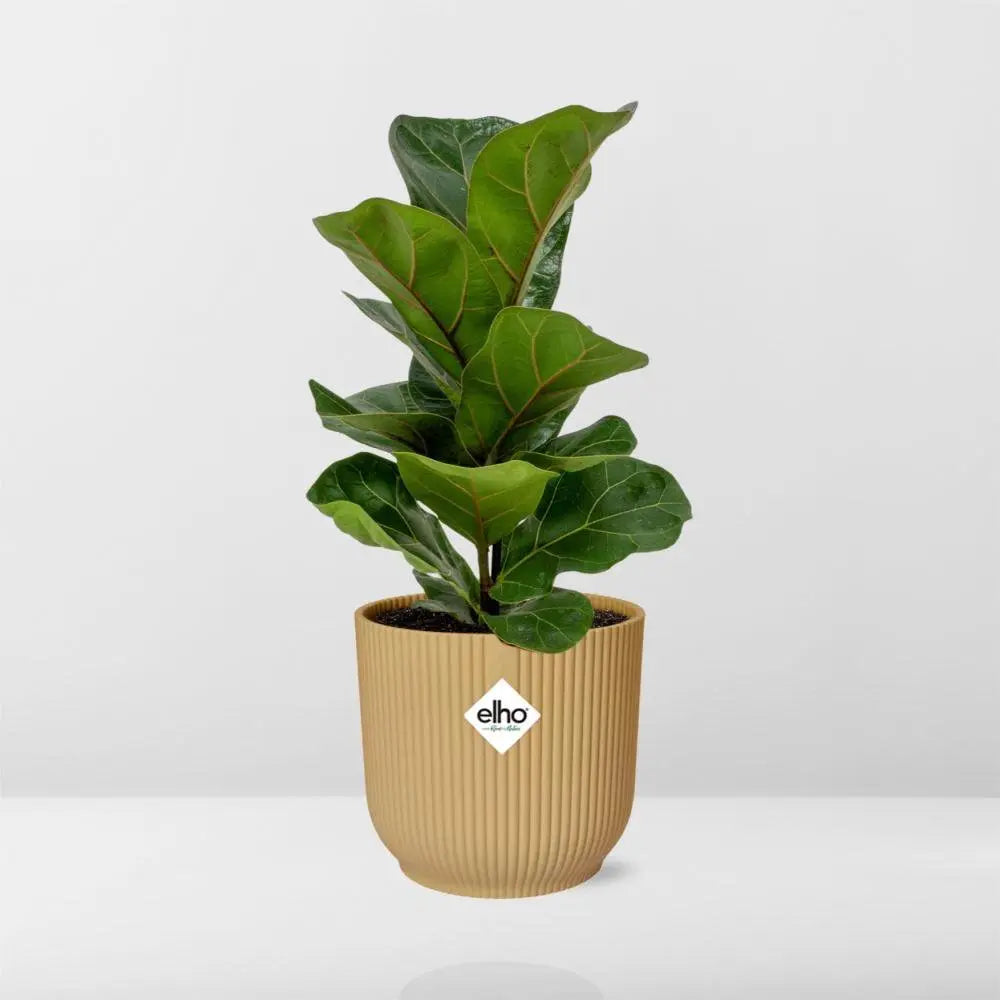 Ficus lyrata „Bambino“ in Elho -Vibes Falten Sie 14 cm Geel MEERgroothandel Planten