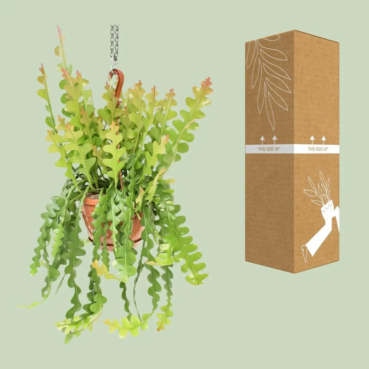 Epiphyllum Anguliger - Ø21cm - ↕60 cm MEERgroothandel Planten