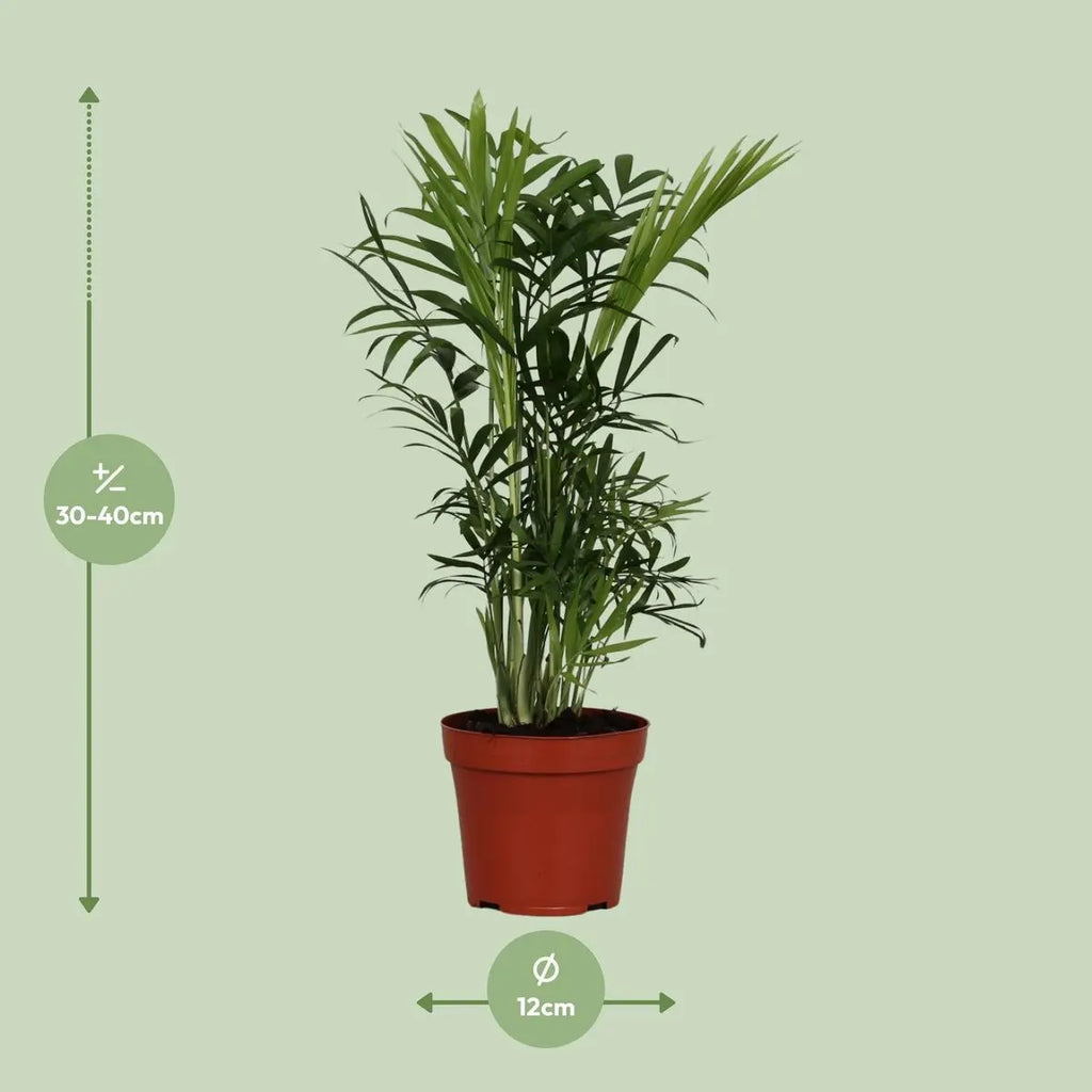 Chamaedorea elegans Ø12 cm – ca. 40 cm, Berg-Palme, pflegeleicht - Pille Gartenwelt