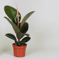 Ficus elastica ‘Robusta’ Ø12 cm – ca. 35 cm Gummibaum, pflegeleicht - Pille Gartenwelt