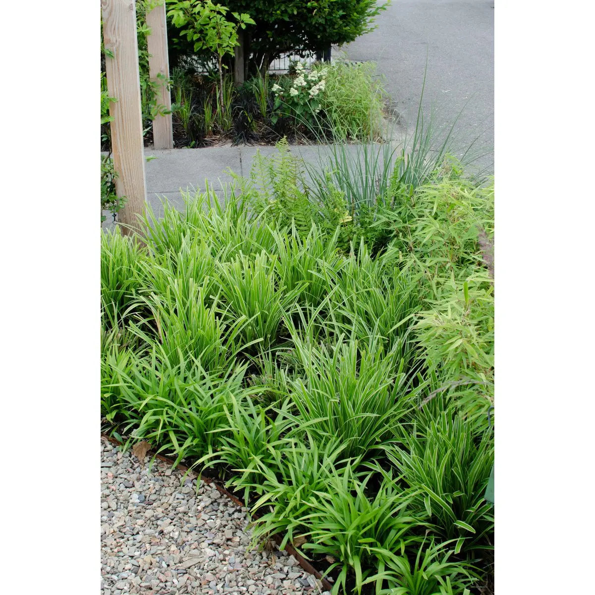 Zier-Gras Carex Morrowii 'Ice Dance' - Ø14cm - ↕30cm